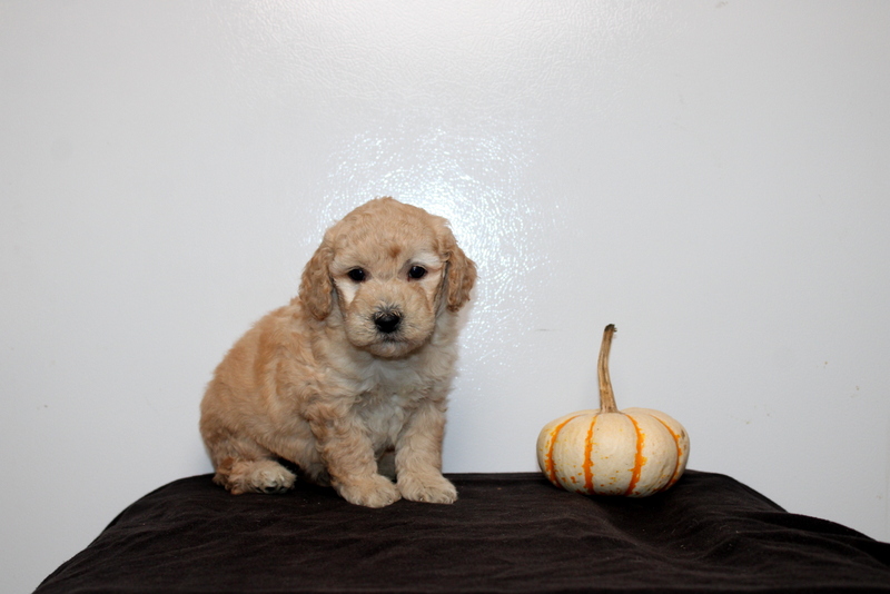 puppy, for, sale, Mini Golden Doodle F2, Matthew B. Stoltzfus, dog, breeder, Gap, PA, dog-breeder, puppy-for-sale, forsale, nearby, find, puppyfind, locator, puppylocator, aca